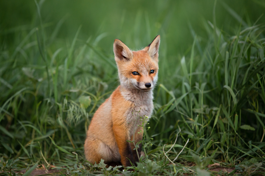 portrait-small-red-fox-against-green-grass.jpg
